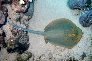 Razza a macchie blu (Taeniura lymma)