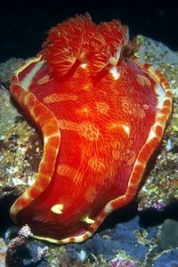 Ballerina spagnola (Hexabranchus sanguineus)