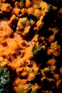 Spugna gialla (Agelas oroides)