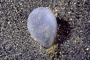 Gasteropode (n.d. n.d.)