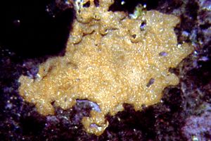 Spugna (Iricinia variabilis)