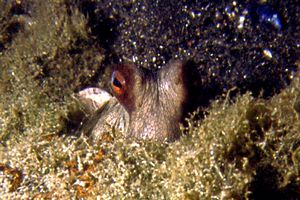 Polpo comune (Octopus vulgaris)