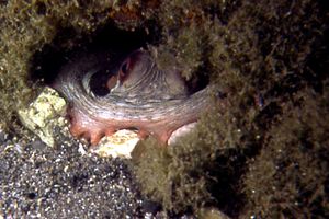 Polpo comune (Octopus vulgaris)