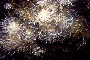 Anemone diafana (Aiptasia diaphana)