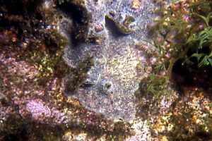 Spugna (Ircinia variabilis)