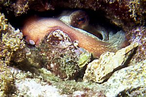 Polpo comune (Octopus vulgaris)