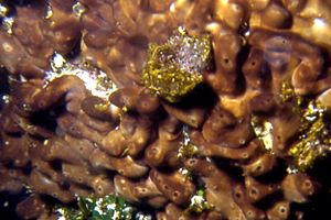 Spugna cervello (Chondrilla nucula)