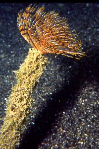 Spirografo (Sabella spallanzanii)