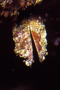 Dattero di mare (Litophaga litophaga)