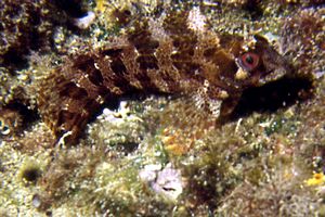 Bavosa ruggine (Parablennius gattorugine)