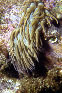 Anemone bruno (Aiptasia mutabilis)