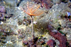 Spirografo (Sabella spallanzanii)