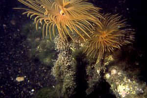 Spirografo (Sabella spallanzanii)