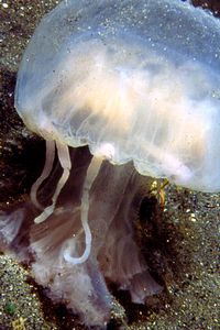 Medusa luminosa (Pelagia noctiluca)