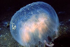 Medusa luminosa (Pelagia noctiluca)