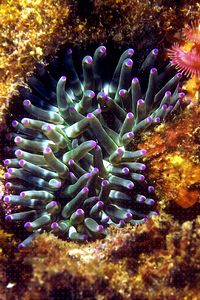 Anemone grosso (Cribrinopsis crassa)