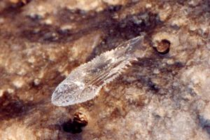 Gasteropode pelagico (Cymbulia peronii)