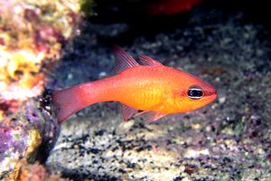 Re di triglie (Apogon imberbis)