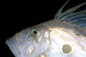 Pesce san pietro (Zeus faber)