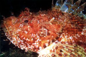 Scorfano rosso (Scorpaena scrofa)