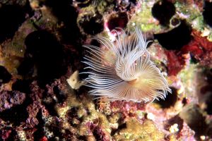 Verme dal ciuffo bianco (Protula tubularia)