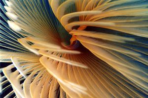 Spirografo (Sabella spallanzanii)