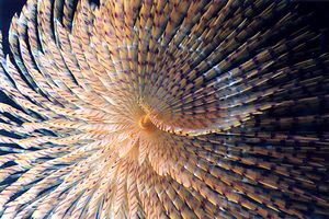 Spirografo (Sabella spallanzanii)