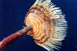 Spirografo (Sabella spallanzanii)