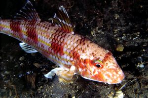 Triglia di scoglio (Mullus surmuletus)