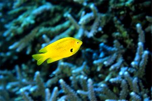 Castagnola sulfurea (Pomacentrus sulfureus)