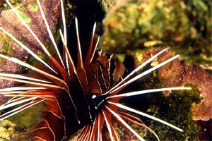 Pesce cobra (Pterois radiata)