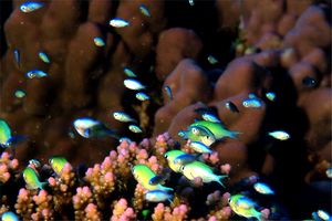 Castagnola verde (Chromis viridis)