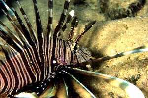 Pesce cobra (Pterois miles)