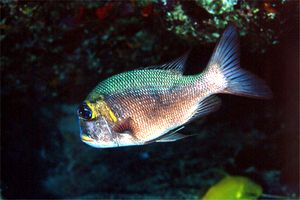 Letrinide dagli occhi grandi (Monotaxis grandoculis)