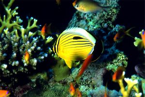 Pesce farfalla austriaco (Chaetodon austriacus)