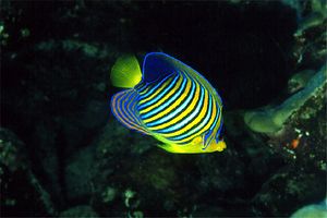 Pesce angelo (Pygoplites diacanthus)