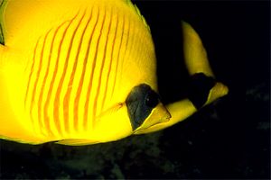 Pesce farfalla semimascherato (Chaetodon semilarvatus)