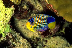 Pesce angelo (Pygoplites diacanthus)