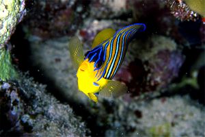 Pesce angelo (Pygoplites diacanthus)