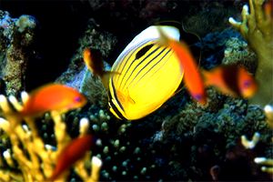 Pesce farfalla austriaco (Chaetodon austriacus)