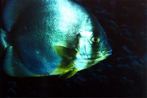 Pesce pipistrello (Platax orbicularis)