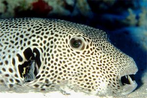 Pesce palla (Arothron stellatus)