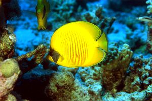 Pesce farfalla semimascherato (Chaetodon semilarvatus)