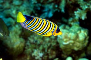 Pesce angelo (Pygoplites diacanthus)