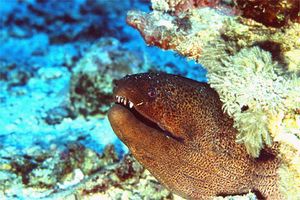 Murena gigante (Gymnothorax javanicus)