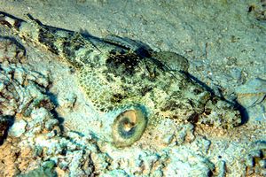 Pesce coccodrillo (Papilloculiceps longiceps)