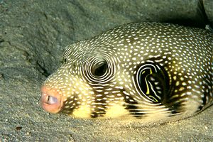 Pesce palla a punti bianchi (Arothron hispidus)