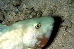 Pappagallo a muso lungo (Hipposcarus harid)