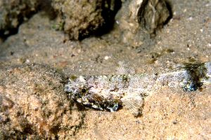 Pesce lucertola nebuloso (Saurida nebulosa)