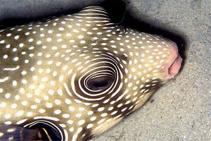 Pesce palla a punti bianchi (Arothron hispidus)